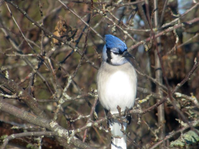Bluejay
