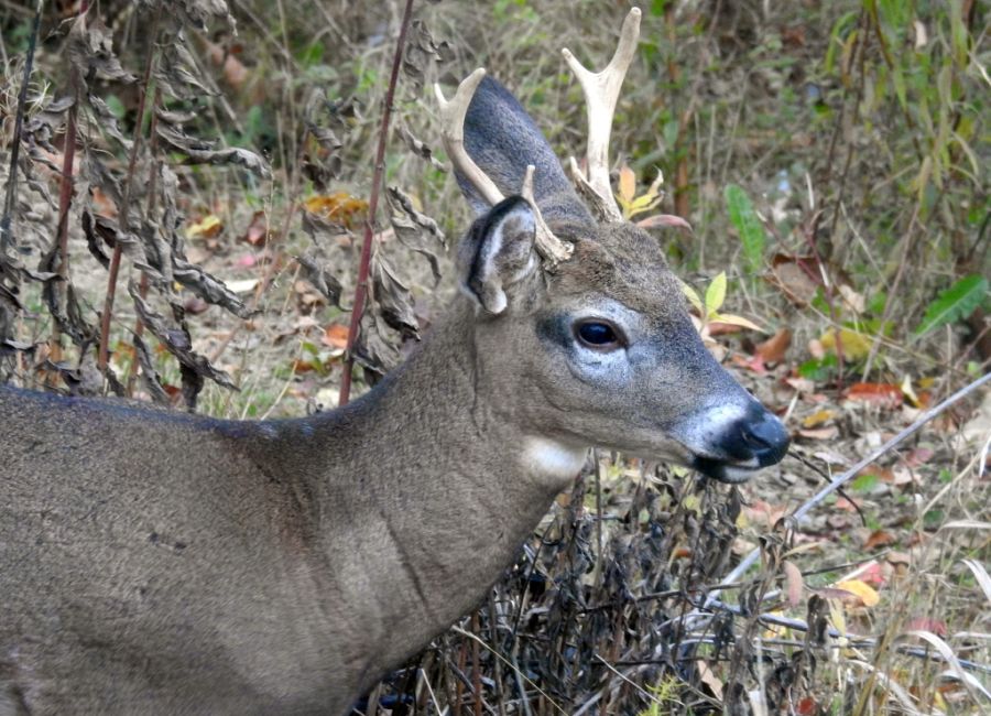 Buck