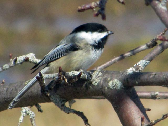 Chicadee