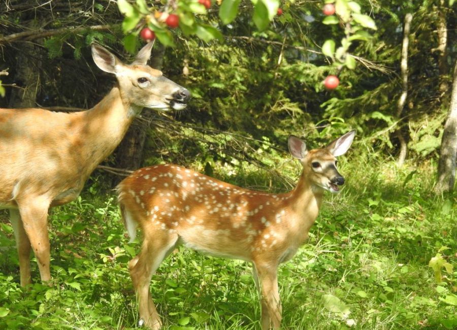 White-Tailed Fawn