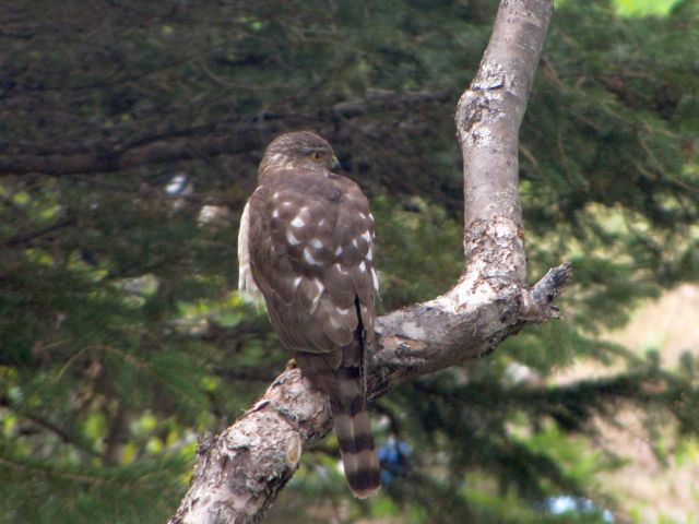 Hawk