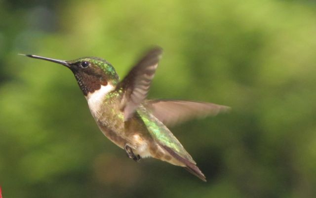 Hummingbird