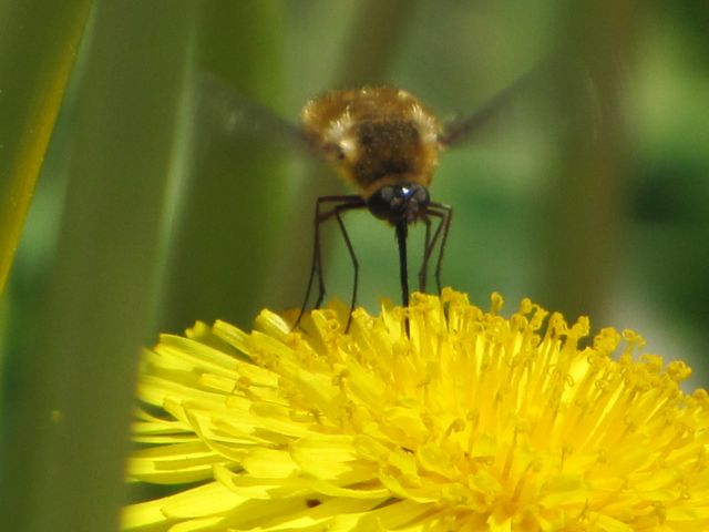 Moth