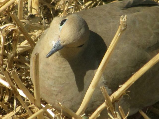 Dove