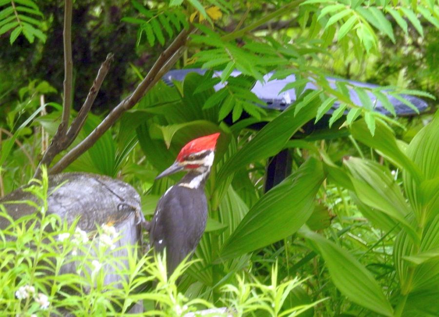 Woodpecker