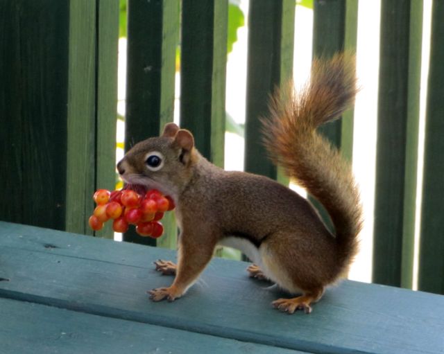 Squirrel