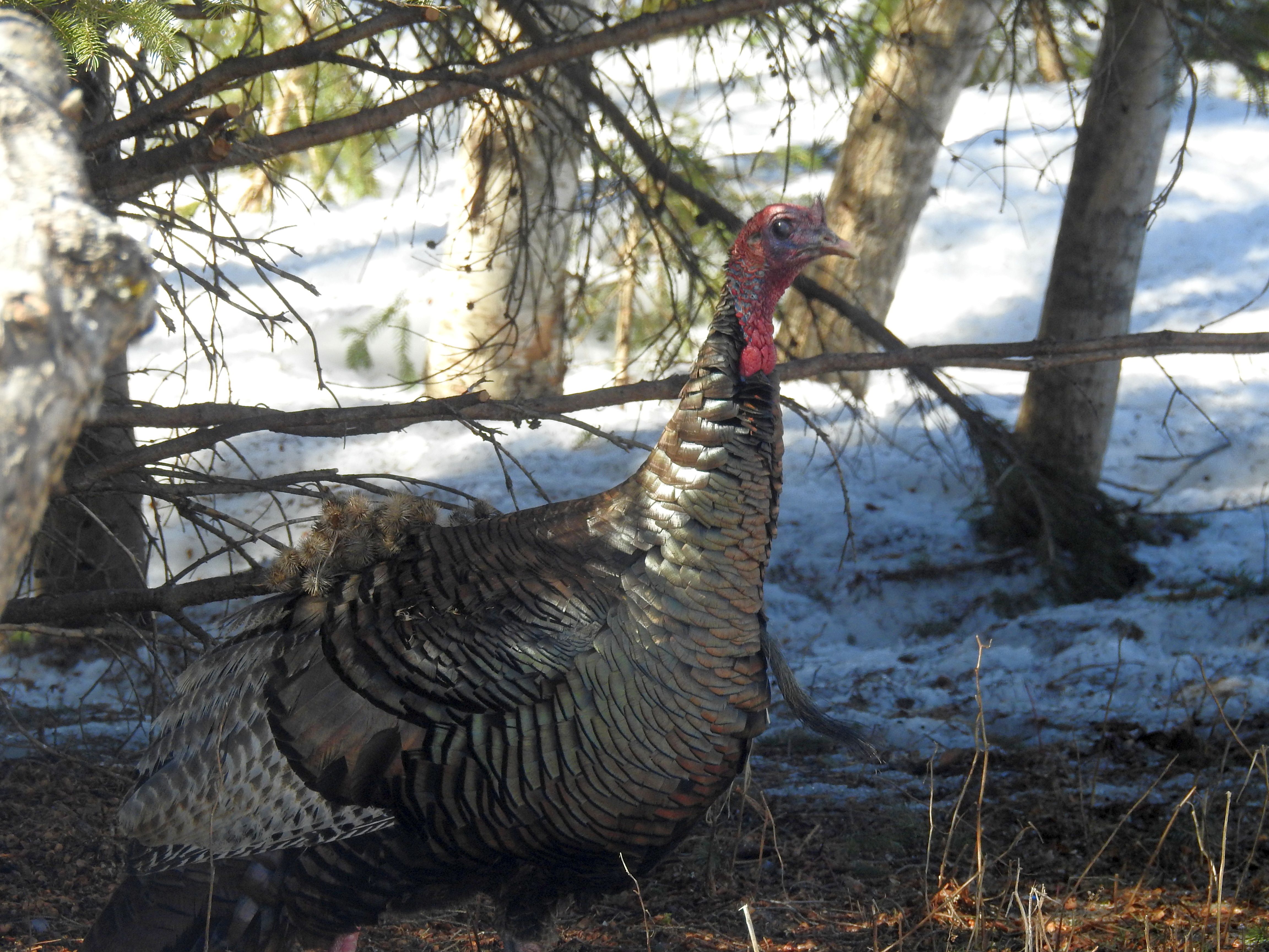 Wild Turkey