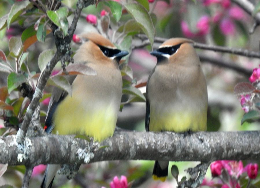 Cedarwax wing